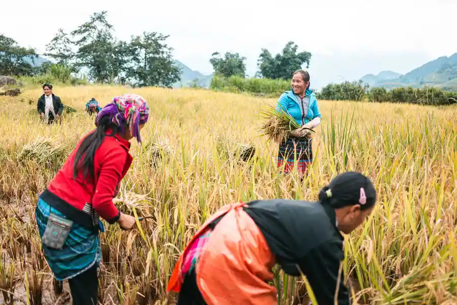Autumn in Sapa (September–November): The Golden Season of the Rice Terraces